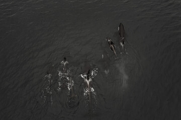 Aerial grayscale view of a pod of orcas swimming in high speed in the sea © Clearly Coastal/Wirestock Creators