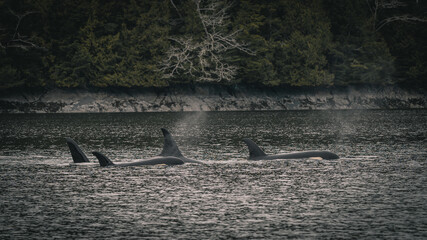 Pod of orcas swimming in high speed in the sea