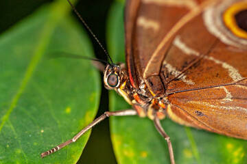 Obraz premium Papillon Morpho, Caligo martia, sur une feuille en gros plan 
