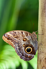 Papillon Morpho, Caligo martia, sur une planche de bois