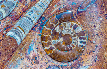 Beautiful design of Nautilus shell with granite on an old wall in a building