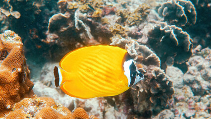Fototapeta na wymiar Underwater video of pair yellow blackcap butterflyfish fishes swimming among tropical coral reefs. Snorkeling in Gulf of Thailand, Koh Tao island. Snorkeling activity, dive concept. Wildlife aquatic