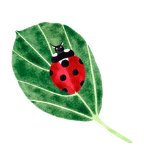 Hand painted watercolor illustration composition of a red ladybug insect on a leaf. Isolated object on white background.