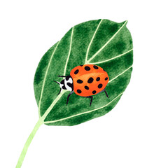 Hand painted watercolor illustration composition of a yellow ladybug insect on a leaf. Isolated object on white background.