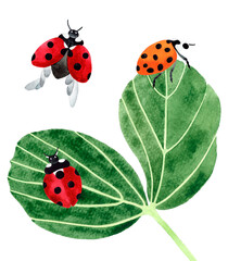 Hand painted watercolor illustration composition of a yellow and red ladybugs insects on a leaves. Isolated object on white background.