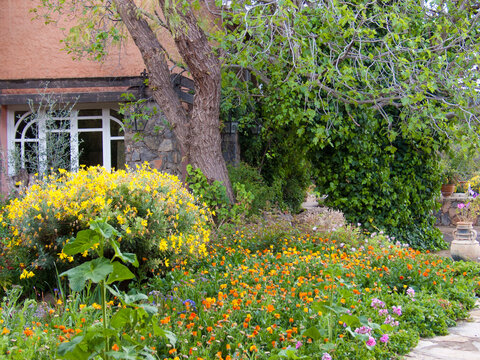 Beautiful shot of Signet marigold and California poppy flowers in the park in Agadir, Morroco