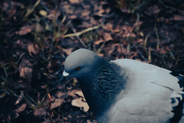 European wood pigeon, grey color with white spot on neck, walking on grass looking for food in a city park, in spring or autumn. High quality photo