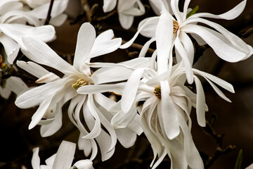 Closeup shot of white magnolia starflowers blooming in a garden