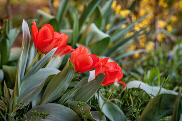Selective focus shot of admirable colorful tulips in flower field