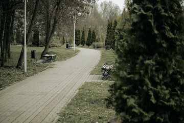 Path in the park with a view of the trees and benches located along the path. High quality photo