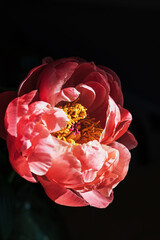 One pink red coral peony flower in sun light beam on minimal black shadow background with copy space. Floral composition. Botany wallpaper or greeting card. Creative close up hope or new life idea.