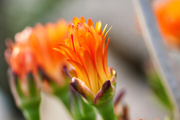 Group of flowers of the pigface orange or mesem plant (Mesembryanthemum) of the Aizoaceae family in early spring with the bud still closed but beginning to open