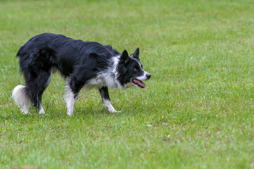 Hütehund, Rasse Border Collie