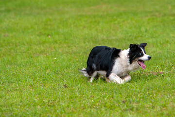 Hütehund, Rasse Border Collie