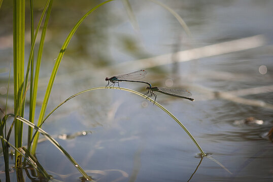 Closeup of dragonflies sitting on the trass above the lake