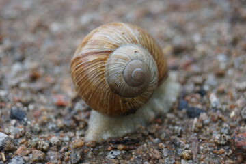 Gehäuseschnecke im Regen auf einem Splitt Boden
