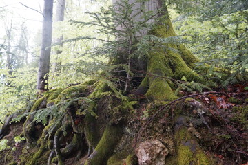 Steine,Bäume,Wurzeln im Wald  und einem Steinhang