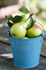 ripe pears in a bucket