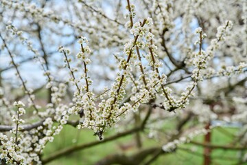 Spring time, blossoming plum tree, white flowers on the branches