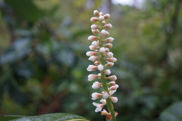Pflanzen und Blumen auf einer Wiese und im Sonnenuntergang
