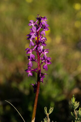 Androrchis langei. Orquídea de Lange. Orquídea rosa silvestre.