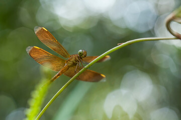 Damselflies on Beautiful Place and Pose