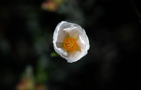 Cistus clusii. Romerina. Flor blaca con estambres y pistilo amarillos de la romerina.