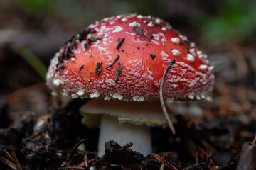 Amanita muscaria. Matamoscas o falsa oronja. Seta roja con escamas blancas en el sombrero, encontrada en pinares.