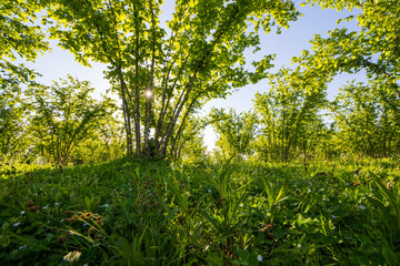 Hazelnut trees plantation landscape and view, large group of trees