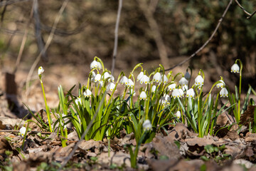 the first flowers of the snowdrop