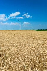 Windmill or wind turbines on yellow rural field ripe wheat. Landscape of an endless agricultural field and blue sky.