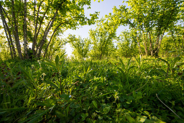 Hazelnut trees plantation landscape and view, large group of trees