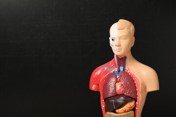Human anatomy mannequin showing internal organs near chalkboard. Space for text