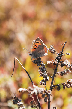 Vertical shot of a Chervonets spotted butterfly sitting on a dried tree branch