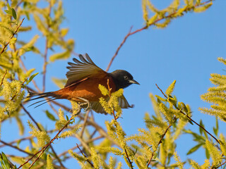 Orchard Oriole small orange bird flying