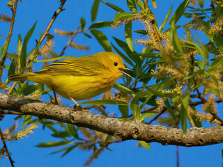 Yellow warbler small yellow bird on a branch 