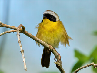 Common Yellowthroat warbler small yellow bird on a branch 