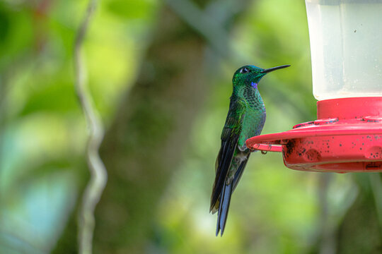 Green-crowned brilliant perching on a bird feeder in the garden in daylight with blurred background