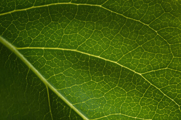 Green leaf texture. Natural macro background. Veins of a leaf close-up. Abstraction, natural design. The concept of ecology. protection of trees, green spaces. Layout for website design, packaging