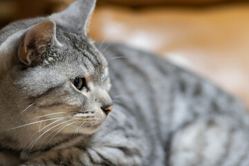 見つめる猫　サバトラ猫