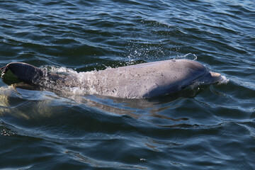 Closeup of a dolphin swimming in the ocean