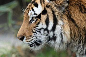 カッコいいトラ