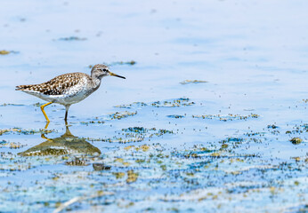 Closeup shot of a wood sandpiper in the wet land
