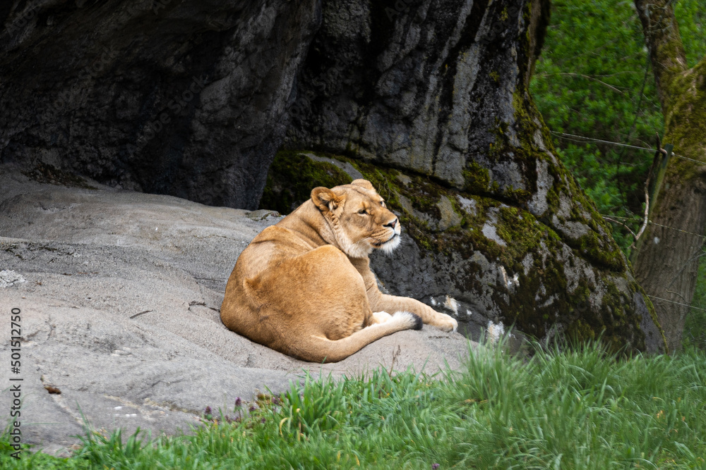 Wall mural Lioness lying on a rock in a forest