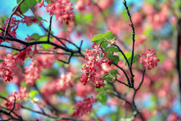 Currant bush covered with red flowers in Poland