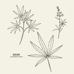 Line art hemp plant illustration