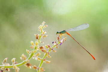 Beautiful Damselflies on Unique Place