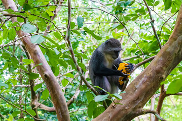 Monkey sitting on a branch eating a mango in forest. Zanzibar, Tanzania