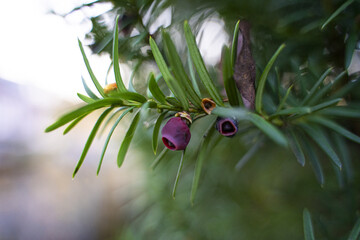 Closeup shot of a common yew on the blurry background