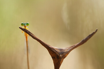 Beautiful Damselflies on Unique Place